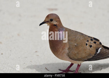 Porträt einer zenaida dove (zenaida aurita) am Strand Stockfoto