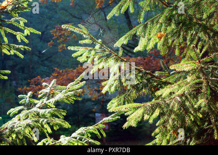 Um den Verlauf des Cobwebs auf den Ästen in der Sonne, die Zweige der Tannen im Sonnenlicht Stockfoto