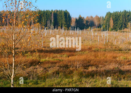 Schöne Sumpf, tote Bäume im Sumpf, Moor Stockfoto