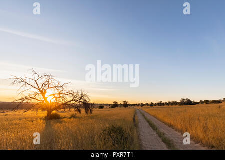 Botswana, Kgalagadi Transfrontier Park, Kalahari, Schotter und camelthorns bei Sonnenuntergang Stockfoto