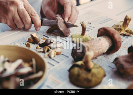 Des Menschen Hand schneiden Bucht bolete Stockfoto