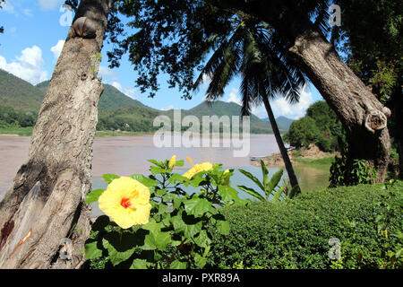 Leuchtend gelbe Blüten auf dem Mekong Riverwalk, Luang Prabang, Laos Stockfoto