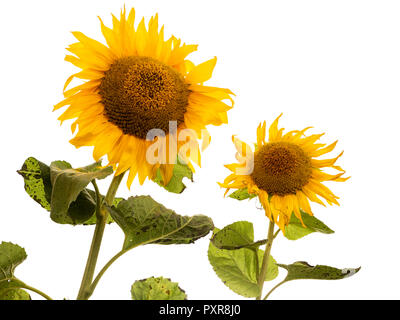 Zwei Sonnenblumen auf weißem Hintergrund Stockfoto