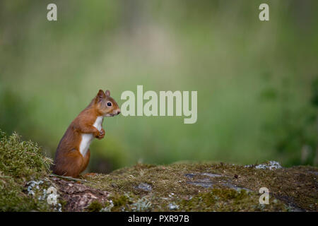 Eichhörnchen auf Hinterbeinen stehend Stockfoto