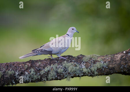 Eurasian collared Dove auf Baumstamm Stockfoto