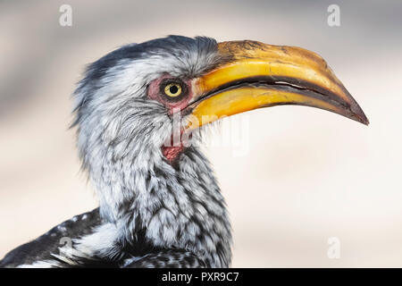 Botswana, Kalahari, Central Kalahari Game Reserve, Yellow-billed Hornbill, Tockus flavirostris Stockfoto