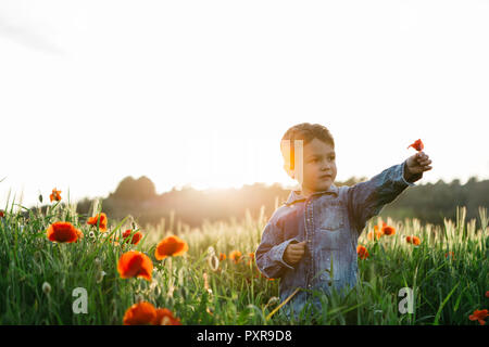 Jungen in einem Mohnfeld im Frühjahr holding Mohn Stockfoto