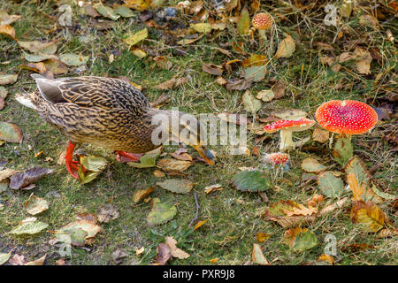 Stockente und Amanita muscaria Pilze, mit schwebenden Blatt litte, George C. Reifel wandernden Vogelschutzgebiet, Delta, BC, Kanada. Stockfoto