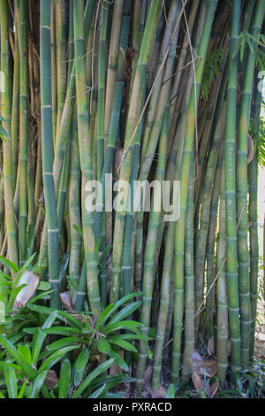 Bambu Stockfoto