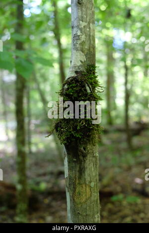 Ein Bild von hängenden Wachstum auf Baumrinde in Smoky Mountains National Park, TN Stockfoto