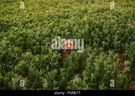 Welpen unter Gras in das Feld Stockfoto