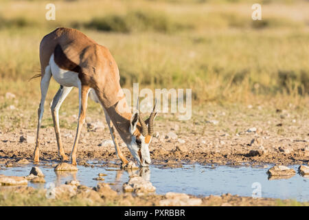 Botswana, Kgalagadi Transfrontier National Park, Mabuasehube Game Reserve, Springbock trinken am Wasserloch, Antidorcas marsupialis Stockfoto