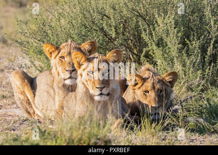 Botswana, Kgalagadi Transfrontier Park, Pride Of Lions Stockfoto