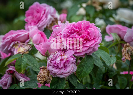 Rosen Formgehölze Gärten in Levens Hall, Kendal, Cumbria, Großbritannien Stockfoto