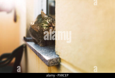 Tabby Katze, sitzend auf Fensterbank Stockfoto