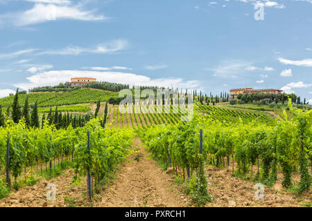 Italien, Toskana, Monsummano Terme, Weinberg Stockfoto