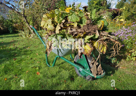 Saisonarbeit im Herbst garten Konzept. Schubkarre mit verblichenen abgestorbene Pflanzen auf Rasen Stockfoto