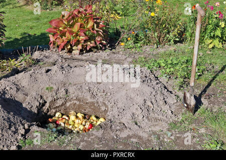 Saisonarbeit im Herbst garten Konzept. Gefallenen morsch und schlechte äpfel Gärtner in Tiefen pite Loch begraben. Die äpfel verrotten und in Kompost drehen Stockfoto