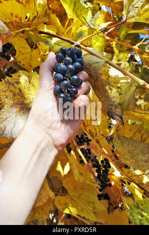 Ein Landwirt älteren Mann mit seiner Hand die Tränen weg von einem Bündel von Reifen kleine blaue Trauben von einem gelben Herbst Pflanze, sonnigen Oktober tag Garten geschossen Stockfoto