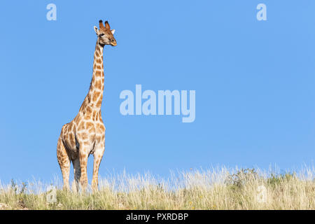 Afrika, Botswana, Kgalagadi Transfrontier Park, Giraffe Stockfoto