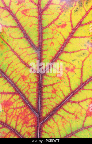 Herbst in verschiedenen Farben - von Grün auf Rot und Gelb - in einem eichenblatt. Oktober Makro studio Aufnahme, wie Blut Venen und Gefäße Konzept Stockfoto