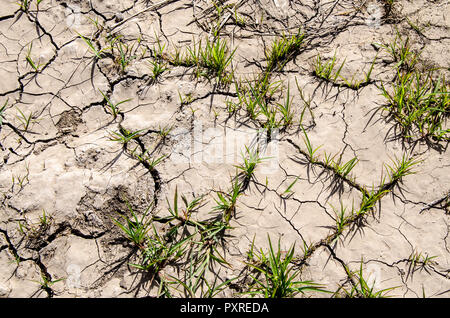 Grüne Sprossen Sprossen durch die Sprünge auf dem Trockenen. Das Konzept eines neuen Lebens Stockfoto