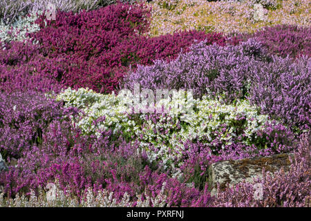 Gemischte Farbtöne von Heather im Wintergarten Stockfoto