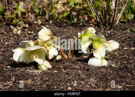 Nieswurz Niger im Wintergarten Stockfoto