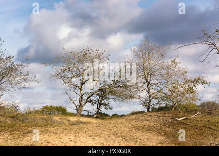 Blick auf Bäume lassen ihre letzten Blätter gehen. Diese Bäume sind im Bereich der Waterleidingduinen, einer wunderschönen Küste niederländisches Naturschutzgebiet Stockfoto