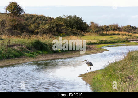 Blick auf den Waterleidingduinen in der Nähe von Amsterdam, der niederländischen Hauptstadt. Reiher und Wildtiere wie Rehe und Füchse sind, die dort leben. Stockfoto