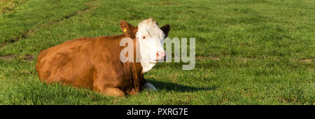 Blick auf ein schönes Beispiel für eine blaarkop Kuh in Grün der Wiesen von den Niederlanden Stockfoto