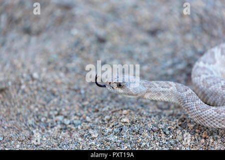 Ash farbige Morph der endemischen rattleless Klapperschlange, Crotalus catalinensis, Isla Santa Catalina, Baja California Sur, Mexiko Stockfoto