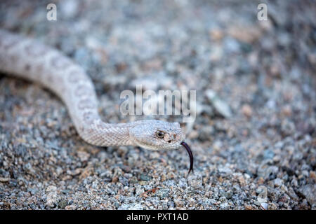 Ash farbige Morph der endemischen rattleless Klapperschlange, Crotalus catalinensis, Isla Santa Catalina, Baja California Sur, Mexiko Stockfoto