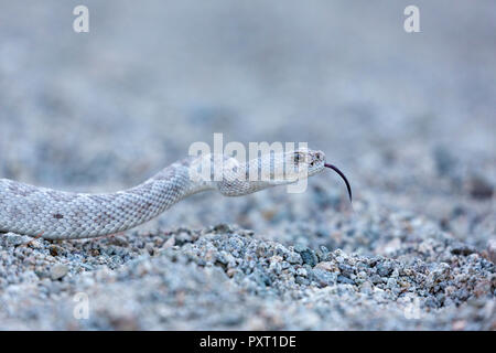 Ash farbige Morph der endemischen rattleless Klapperschlange, Crotalus catalinensis, Isla Santa Catalina, Baja California Sur, Mexiko Stockfoto