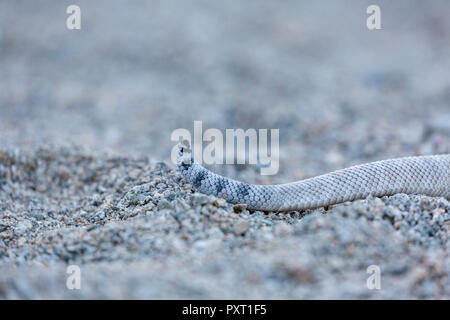 Ash farbige Morph der endemischen rattleless Klapperschlange, Crotalus catalinensis, Isla Santa Catalina, Baja California Sur, Mexiko Stockfoto