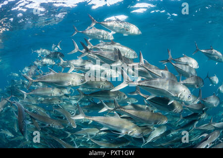 Eine große Schule von Großaugenthun Trevally, Caranx sexfasciatus, in tiefem Wasser in der Nähe von Cabo Pulmo, Baja California Sur, Mexiko Stockfoto