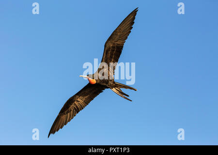 Erwachsene männliche herrliche Frigate, Fregata magnificens, San Gabriel Bay, Espiritu Santo, BCS, Mexiko Stockfoto