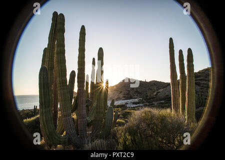 Cardon Kaktus, Pachycereus pringlei, bei Sonnenuntergang auf der Isla Santa Catalina, BCS, Mexiko Stockfoto