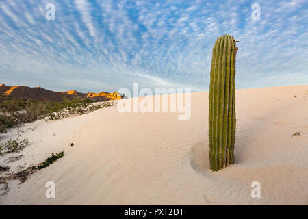 Cardon Kaktus, Pachycereus pringlei, durch Sand Dune in Bahia Bonanza, BCS, Mexiko bedeckt sein. Stockfoto