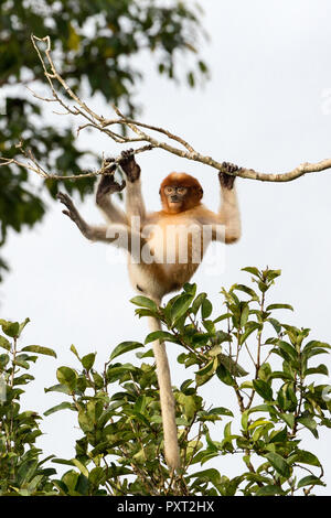 Junge proboscis Monkey, Nasalis larvatus, Tanjung Puting Nationalpark, Borneo, Indonesien. Stockfoto