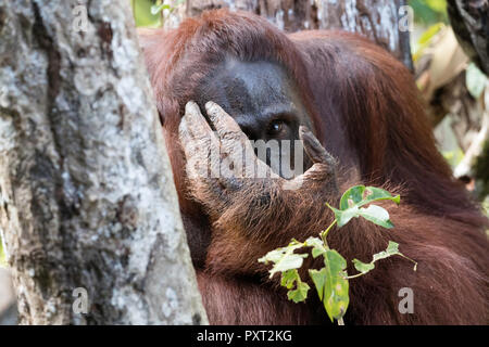 Männliche bornesischen Orang-utan, Pongo pygmaeus, Tanjung Puting Nationalpark, Borneo, Indonesien. Stockfoto