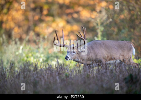 Eine ausgereifte buck White-tailed folgt den Spuren der Frauen im Hirschen während der Brunft. Stockfoto