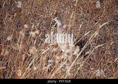 Dieser Ring-ausschnitt Fasan Henne wurde auf einem Hügel in Anfang Oktober entdeckt, in der Nähe von McLeod Montana im Absaroka Mountains. Stockfoto