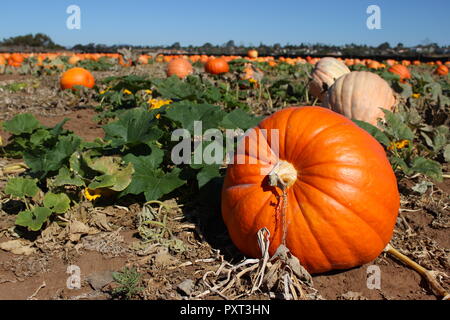Große, reife Kürbis in Feld Stockfoto