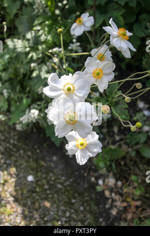 Eine weiße Japanische Anemone, Anemone x hybrida Honorine Jobert mit weißen Blumen und tepalen, gelbe Staubgefäße und seedheads. Stockfoto