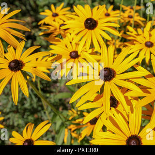 Rudbeckien - gold-gelbe Stauden Blumen in einem Garten. Stockfoto