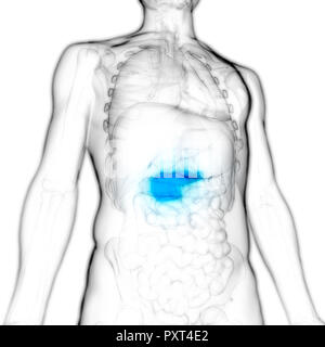 Menschliche Körper Innere Organe Bauchspeicheldrüse Anatomie Stockfoto