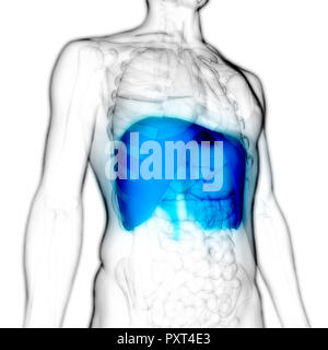 Menschliche Atmungssystem Membran Anatomie Stockfoto