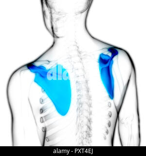 Menschliches Skelett System schulterblatt Anatomie Stockfoto