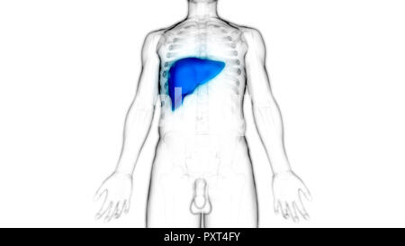 Anatomie der Leber Stockfoto